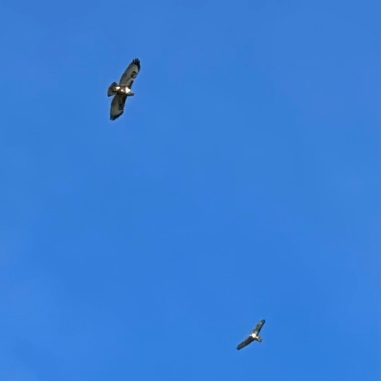 Mäusebussard: Tier im Habitat Felder in der NatureSpots App