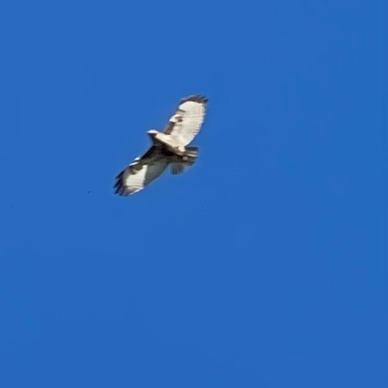 Mäusebussard: Tier im Habitat Felder in der NatureSpots App