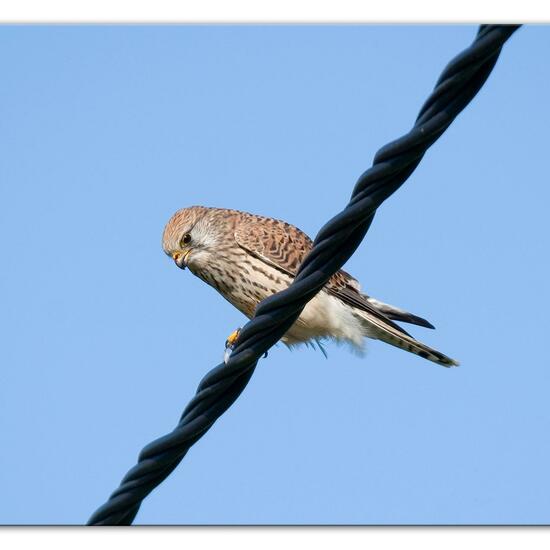 Turmfalke: Tier im Habitat Strasse/Verkehr in der NatureSpots App