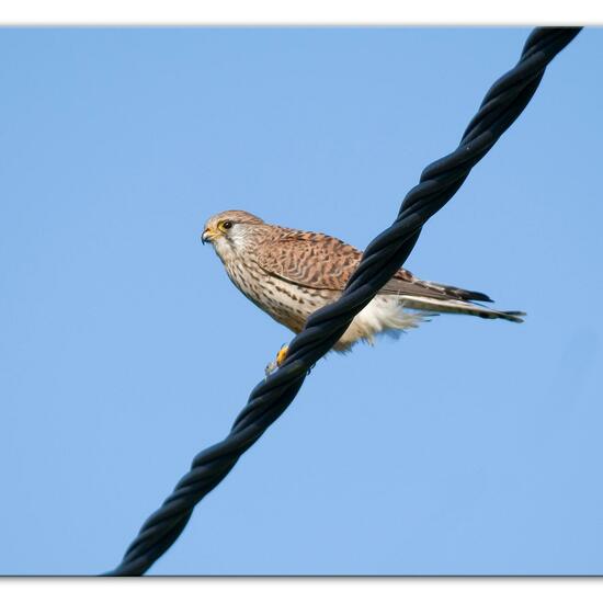 Turmfalke: Tier im Habitat Strasse/Verkehr in der NatureSpots App