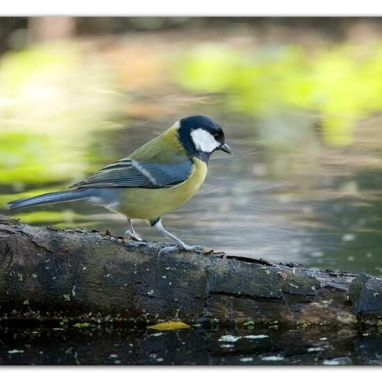 Kohlmeise: Tier im Habitat Hinterhof in der NatureSpots App