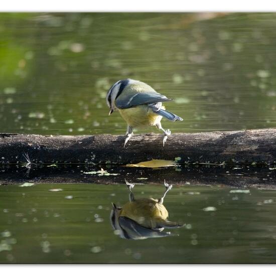 Blaumeise: Tier im Habitat Hinterhof in der NatureSpots App