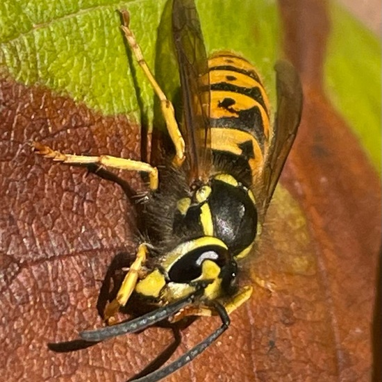 Deutsche Wespe: Tier im Habitat Anderes Stadthabitat in der NatureSpots App