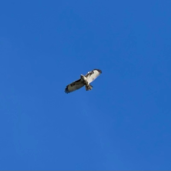 Mäusebussard: Tier im Habitat Felder in der NatureSpots App