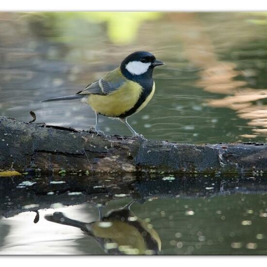 Kohlmeise: Tier im Habitat Hinterhof in der NatureSpots App