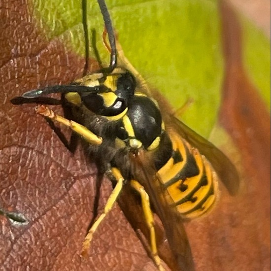 Deutsche Wespe: Tier im Habitat Anderes Stadthabitat in der NatureSpots App