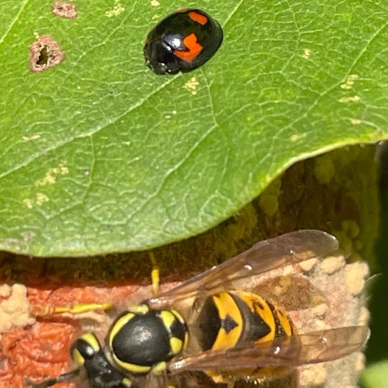 Asiatischer Marienkäfer: Tier im Habitat Anderes Stadthabitat in der NatureSpots App