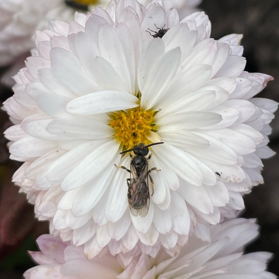 Lasioglossum malachurum: Tier im Habitat Anderes Agrarhabitat in der NatureSpots App