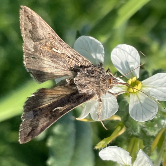 Gammaeule: Tier im Habitat Felder in der NatureSpots App