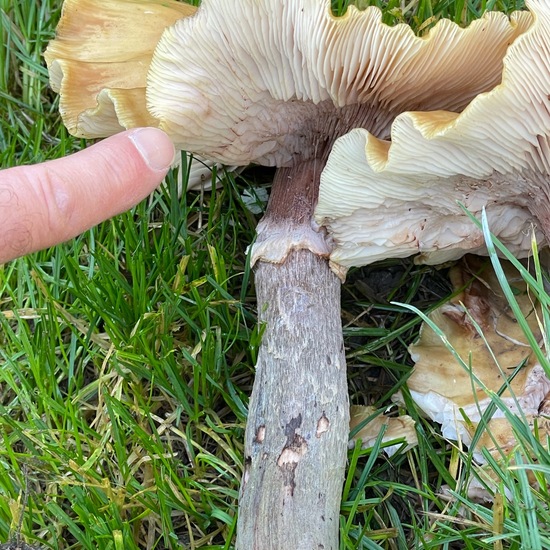 Honiggelber Hallimasch: Pilz im Habitat Garten in der NatureSpots App