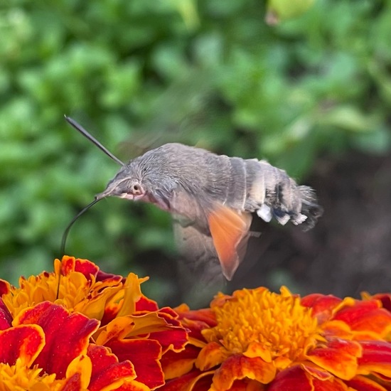 Taubenschwänzchen: Tier im Habitat Stadt und Garten in der NatureSpots App