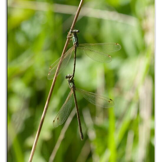 Südliche Binsenjungfer: Tier im Habitat Teich in der NatureSpots App