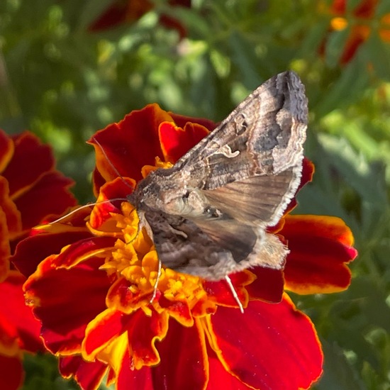 Gammaeule: Tier im Habitat Garten in der NatureSpots App