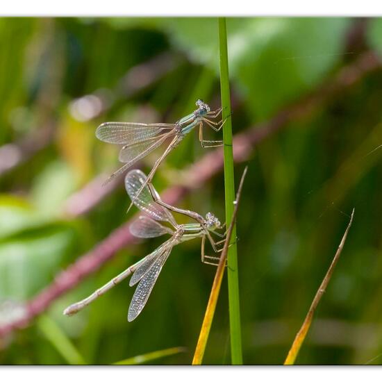 Südliche Binsenjungfer: Tier im Habitat Teich in der NatureSpots App