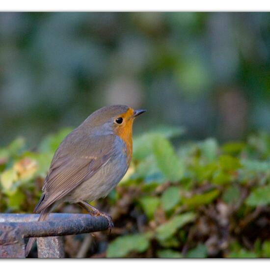 Rotkehlchen: Tier im Habitat Garten in der NatureSpots App