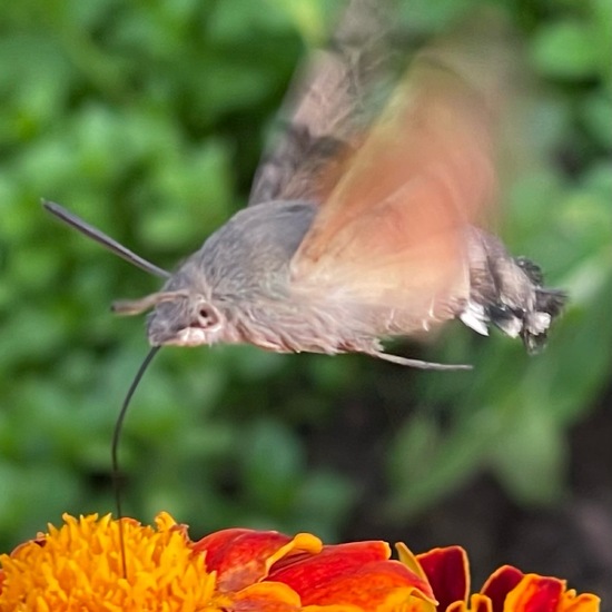 Taubenschwänzchen: Tier im Habitat Stadt und Garten in der NatureSpots App