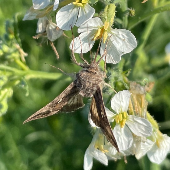 Gammaeule: Tier im Habitat Felder in der NatureSpots App