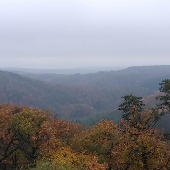 Landschaft: Wald im Habitat Wald der gemäßigten Breiten in der NatureSpots App