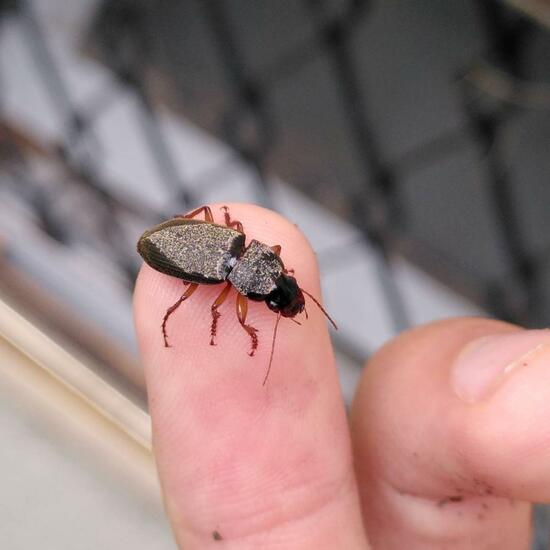 Harpalus rufipes: Tier im Habitat Garten in der NatureSpots App