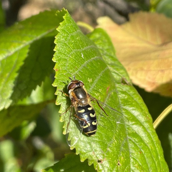 Späte Großstirnschwebfliege: Tier im Habitat Garten in der NatureSpots App