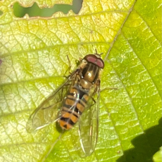 Hainschwebfliege: Tier im Habitat Garten in der NatureSpots App