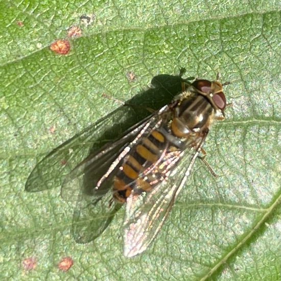 Hainschwebfliege: Tier im Habitat Garten in der NatureSpots App