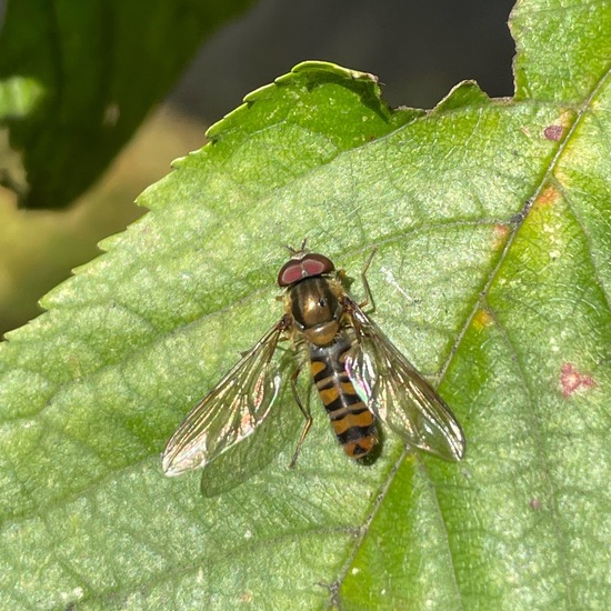 Hainschwebfliege: Tier im Habitat Garten in der NatureSpots App