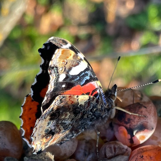 Admiral: Tier im Habitat Weingut in der NatureSpots App