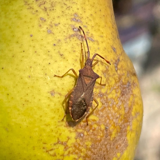 Braune Randwanze: Tier im Habitat Garten in der NatureSpots App