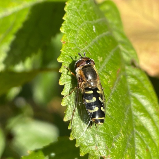 Späte Großstirnschwebfliege: Tier im Habitat Garten in der NatureSpots App