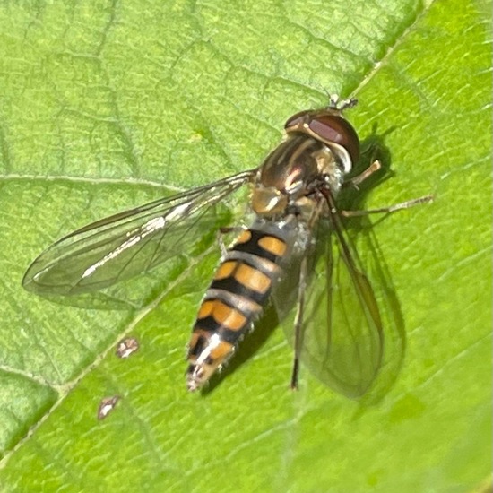 Hainschwebfliege: Tier im Habitat Garten in der NatureSpots App