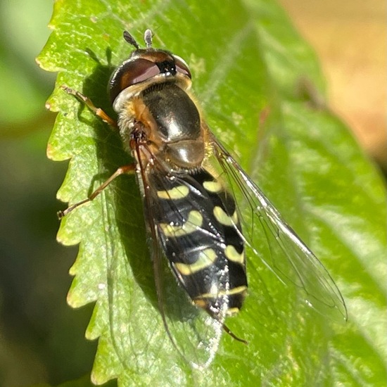 Späte Großstirnschwebfliege: Tier im Habitat Garten in der NatureSpots App