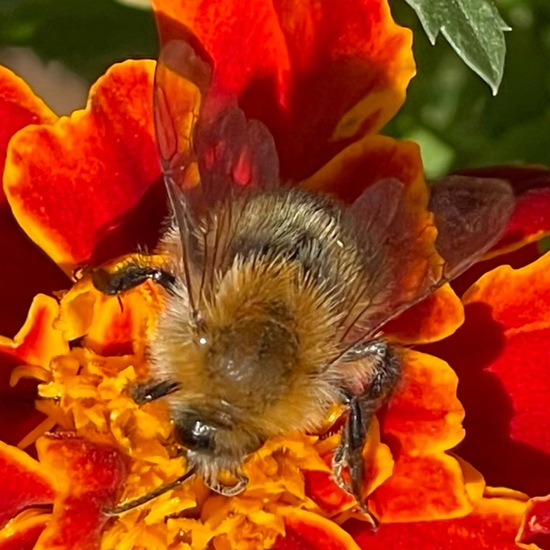 Ackerhummel: Tier im Habitat Garten in der NatureSpots App