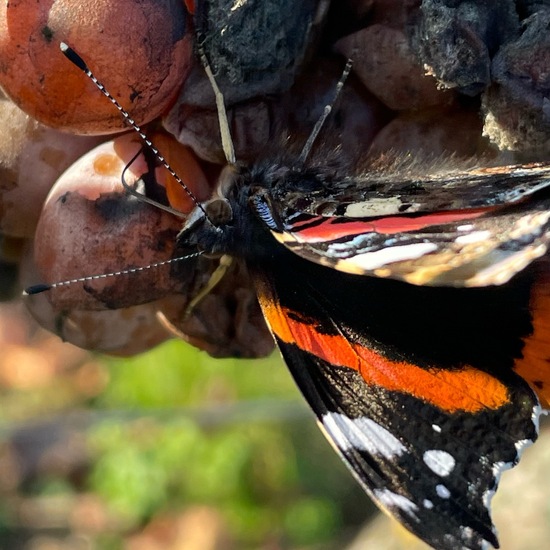 Admiral: Tier im Habitat Weingut in der NatureSpots App