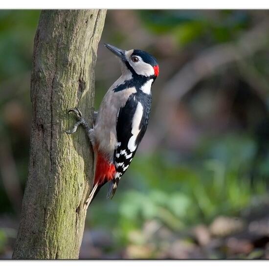 Buntspecht: Tier im Habitat Hinterhof in der NatureSpots App