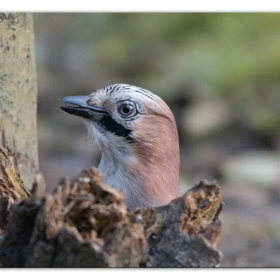 Eichelhäher: Tier im Habitat Hinterhof in der NatureSpots App