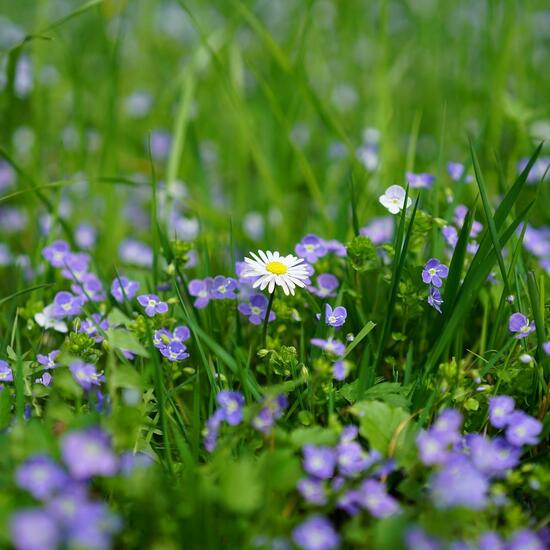 Eine unbekannte Art: Pflanze im Habitat Bergwiese in der NatureSpots App