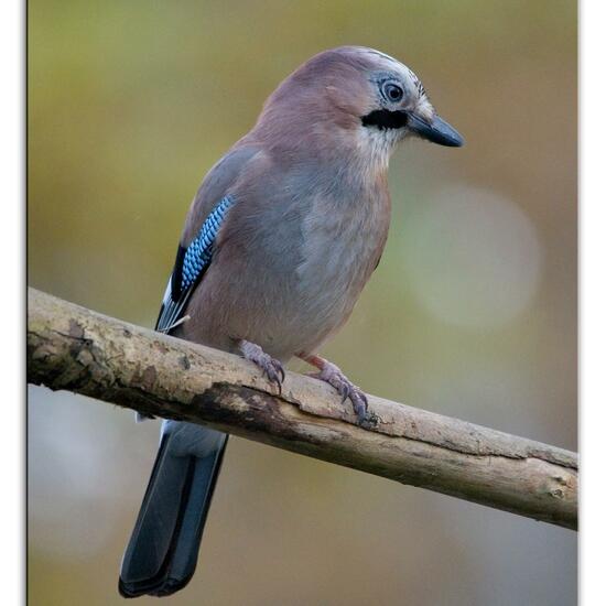 Eichelhäher: Tier im Habitat Hinterhof in der NatureSpots App