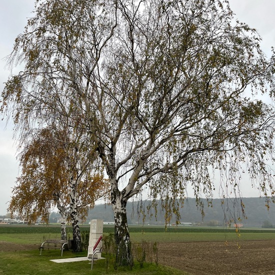 Hänge-Birke: Pflanze im Habitat Habitat manuell eingeben in der NatureSpots App