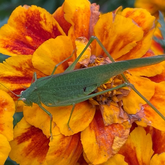 Gemeine Sichelschrecke: Tier im Habitat Hinterhof in der NatureSpots App