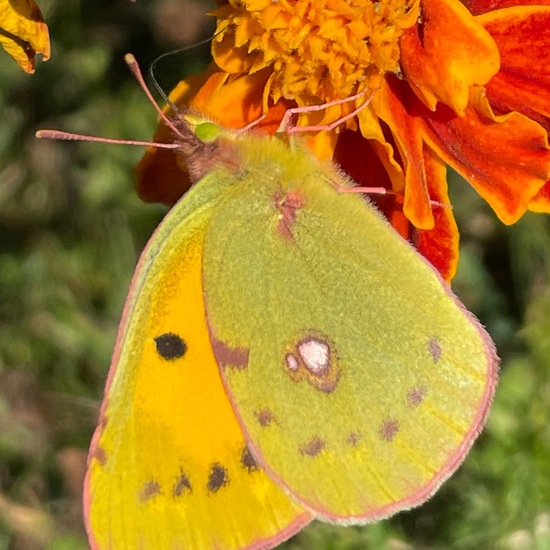 Weißlinge: Tier im Habitat Garten in der NatureSpots App