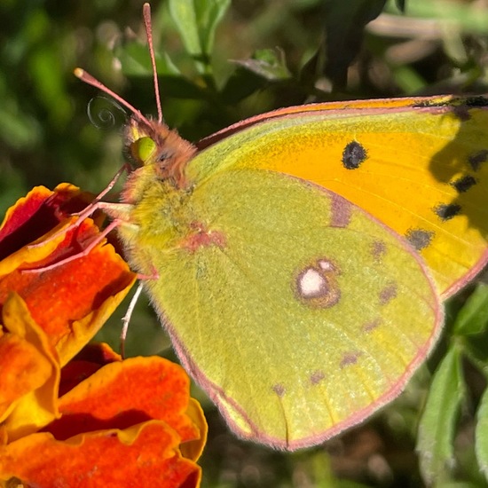 Weißlinge: Tier im Habitat Garten in der NatureSpots App