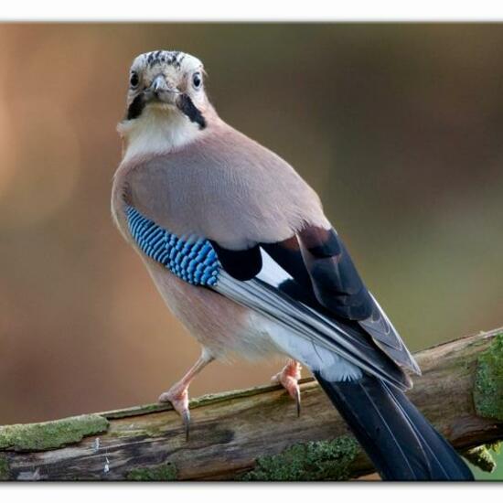 Eichelhäher: Tier im Habitat Hinterhof in der NatureSpots App