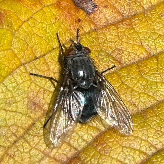 Calliphora vicina: Tier im Habitat Garten in der NatureSpots App