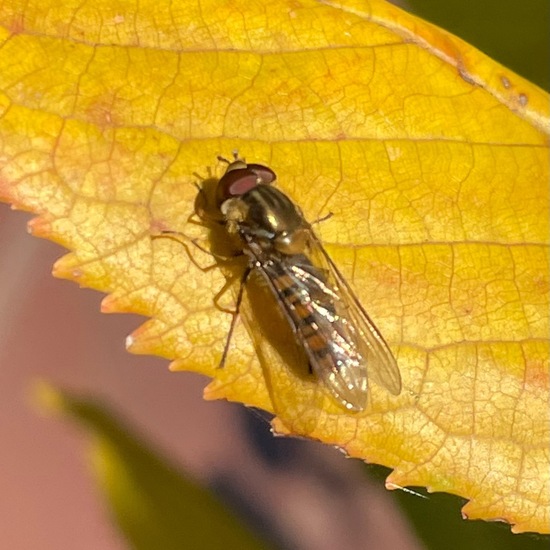 Hainschwebfliege: Tier im Habitat Garten in der NatureSpots App