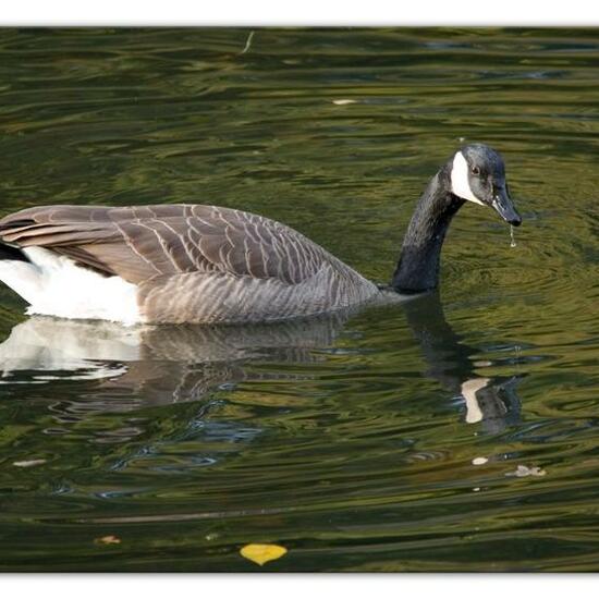 Kanadagans: Tier im Habitat Süßwasser in der NatureSpots App