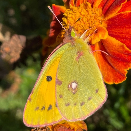 Weißlinge: Tier im Habitat Garten in der NatureSpots App