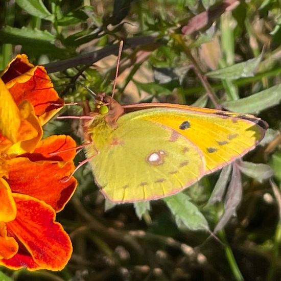 Weißlinge: Tier im Habitat Garten in der NatureSpots App