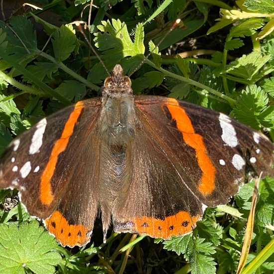 Admiral: Tier im Habitat Garten in der NatureSpots App