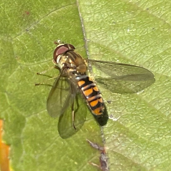 Hainschwebfliege: Tier im Habitat Garten in der NatureSpots App